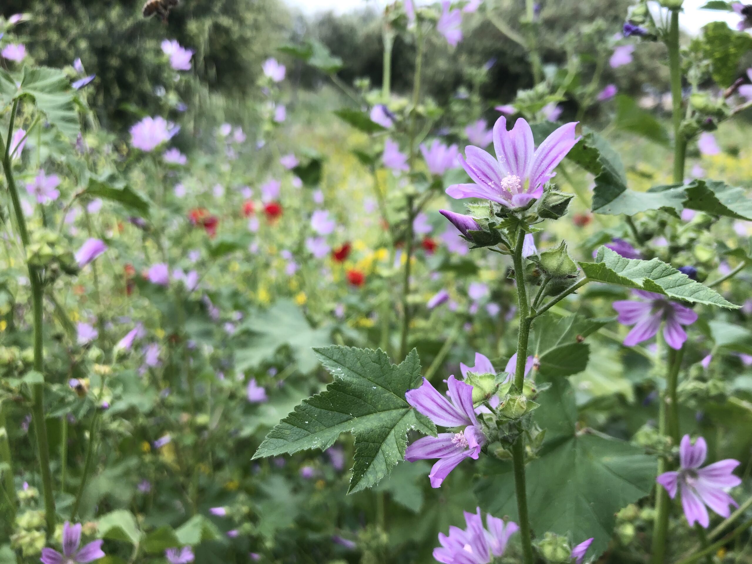 flowerpower, plantpower, bloemen mandalas